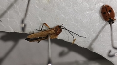 Oedemera podagrariae