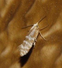 Argyresthia freyella