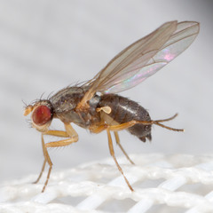 Scaptomyza graminum