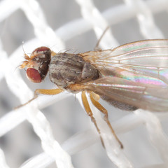 Scaptomyza graminum