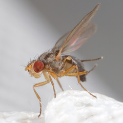 Scaptomyza graminum