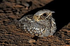 Caprimulgus asiaticus