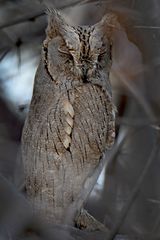 Otus brucei