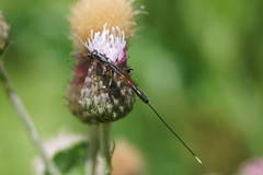 Gasteruption jaculator