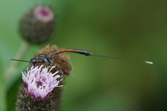 Gasteruption jaculator