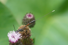 Gasteruption jaculator