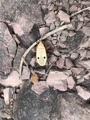Probergrothius