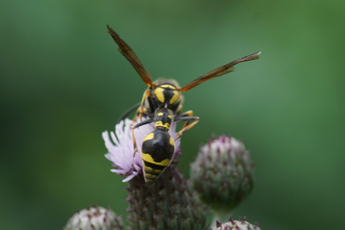 Eumenes pedunculatus