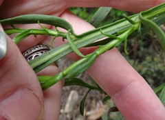 Ixodia achillaeoides