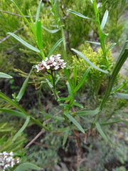 Ixodia achillaeoides