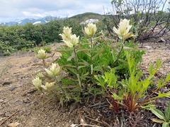 Castilleja pallida