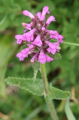 Betonica hirsuta