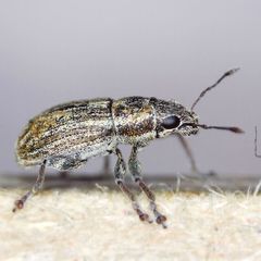 Sitona lineatus