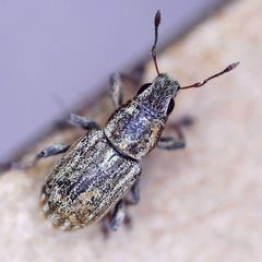 Sitona lineatus