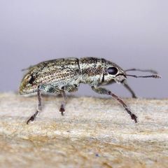 Sitona lineatus