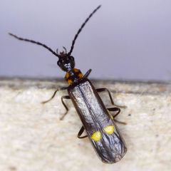 Malthodes marginatus