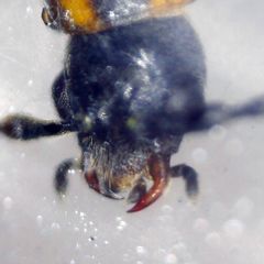 Malthodes marginatus