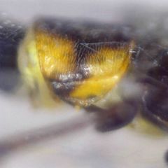 Malthodes marginatus