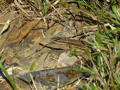 Takydromus hsuehshanensis