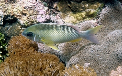 Scolopsis margaritifera