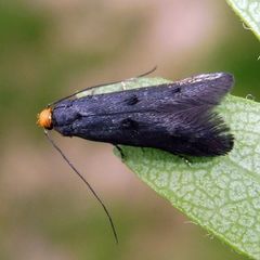 Spuleria flavicaput