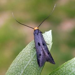 Spuleria flavicaput