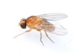 Agromyza ferruginosa