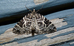 Eulithis explanata