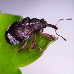 Anthonomus pedicularius