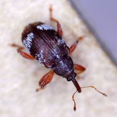 Anthonomus pedicularius