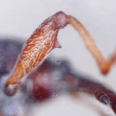 Anthonomus pedicularius