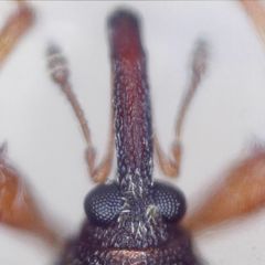 Anthonomus pedicularius