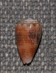 Conus miliaris