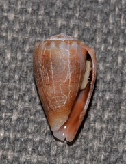 Conus miliaris