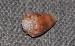 Conus miliaris