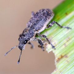 Coelositona cambricus