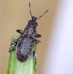 Coelositona cambricus