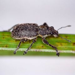 Coelositona cambricus