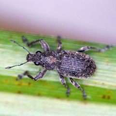 Coelositona cambricus