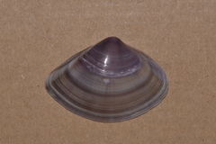 Austromactra contraria