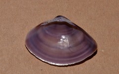 Austromactra contraria