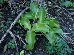 Veltheimia bracteata
