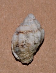 Cronia aurantiaca