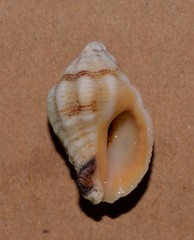 Cronia aurantiaca