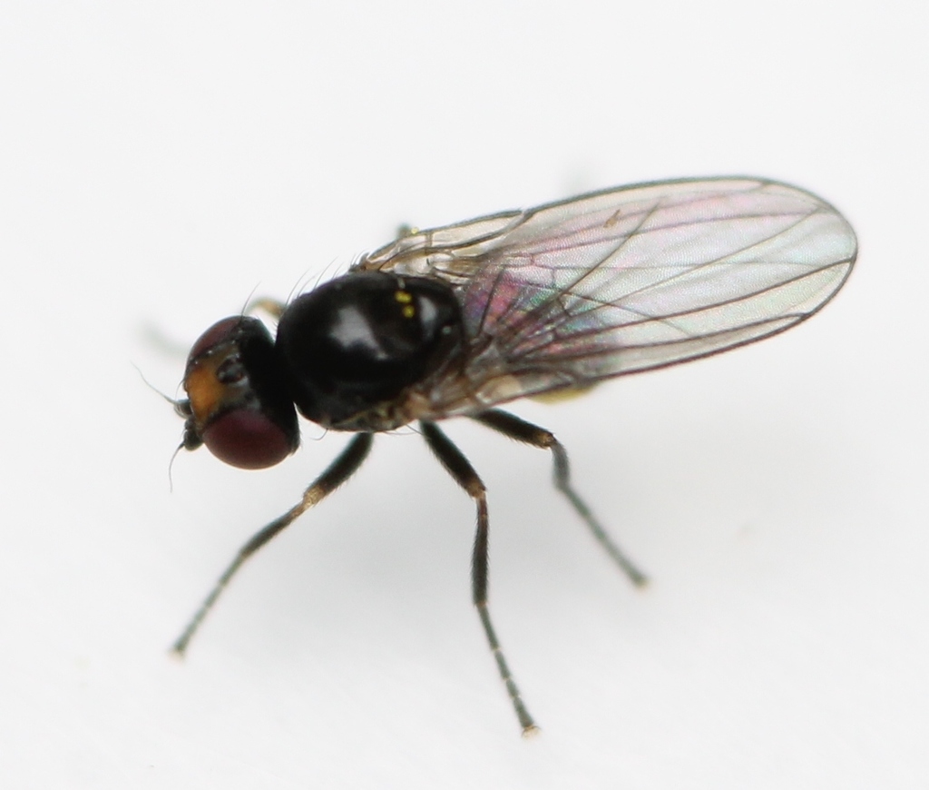 Aulagromyza orphana