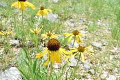 Echinacea paradoxa