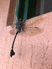 Ictinogomphus regisalberti