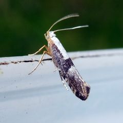 Argyresthia spinosella