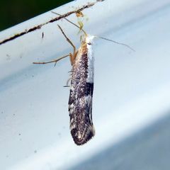 Argyresthia spinosella