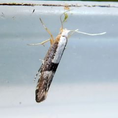 Argyresthia spinosella